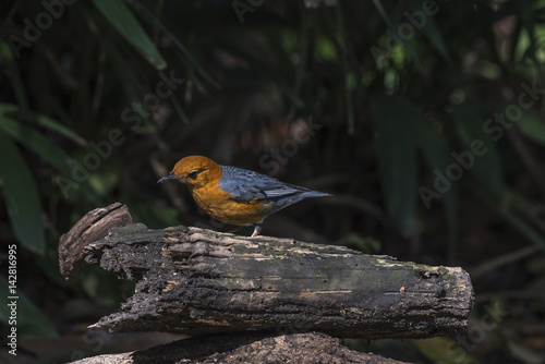 Bird (Orange-headed thrush) on a timber © pongmoji