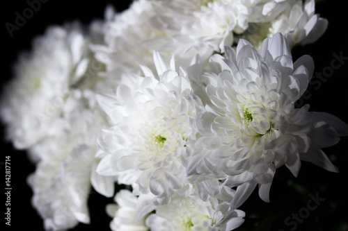 White chrysanthemum bouquet on a black background