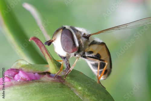 Striped fly (Syrphidae) - hoverfly collecting nectar from peony in the garden   © ANASTASIA PYRYEVA