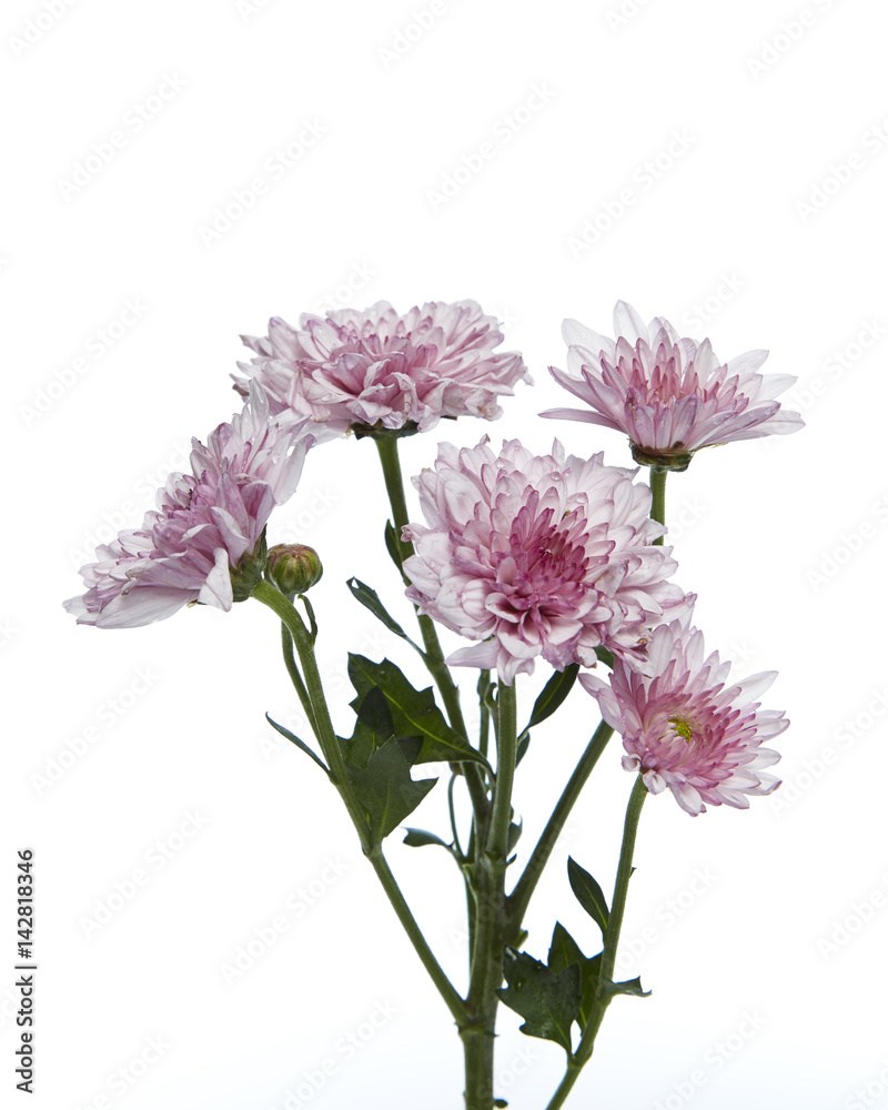 purple chrysanthemum flower