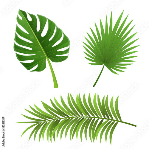 Different type of palm tree leaf set, isolated on white. For exotic and summer frame, background or design.