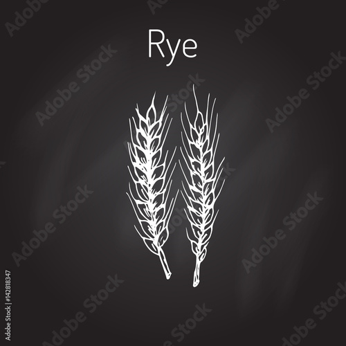 Hand draw rye ears sketch