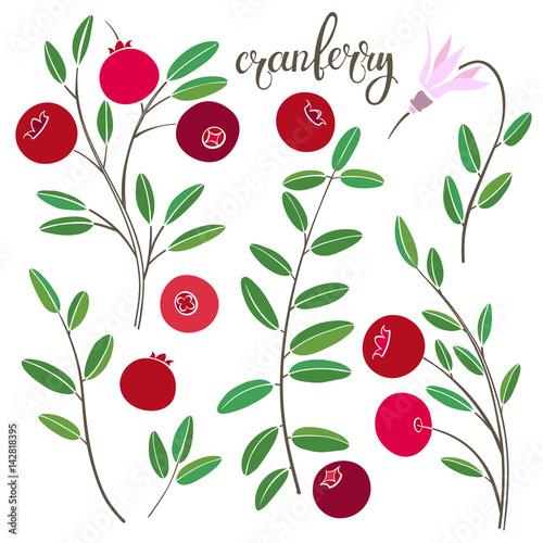 Cranberry.  Vector hand-drawn illustration on a white background. Collection of isolated  elements for design.