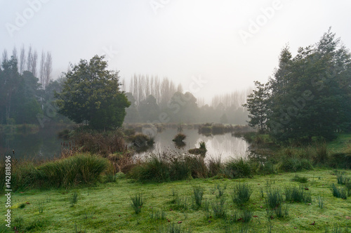Fotografía Mysterious landscape of marsh in fog
