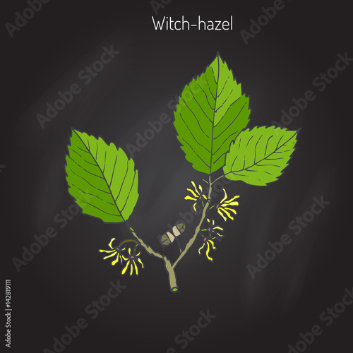 Branch of a witch hazel
