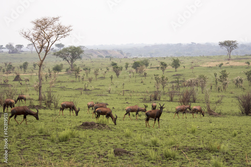 Field of grazing Topi, Ishasha, Queen Elizabeth National Park, Uganda