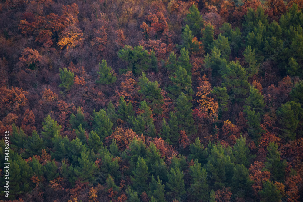Almost a texture, a zoomed view of a forest with red and green trees during fall
