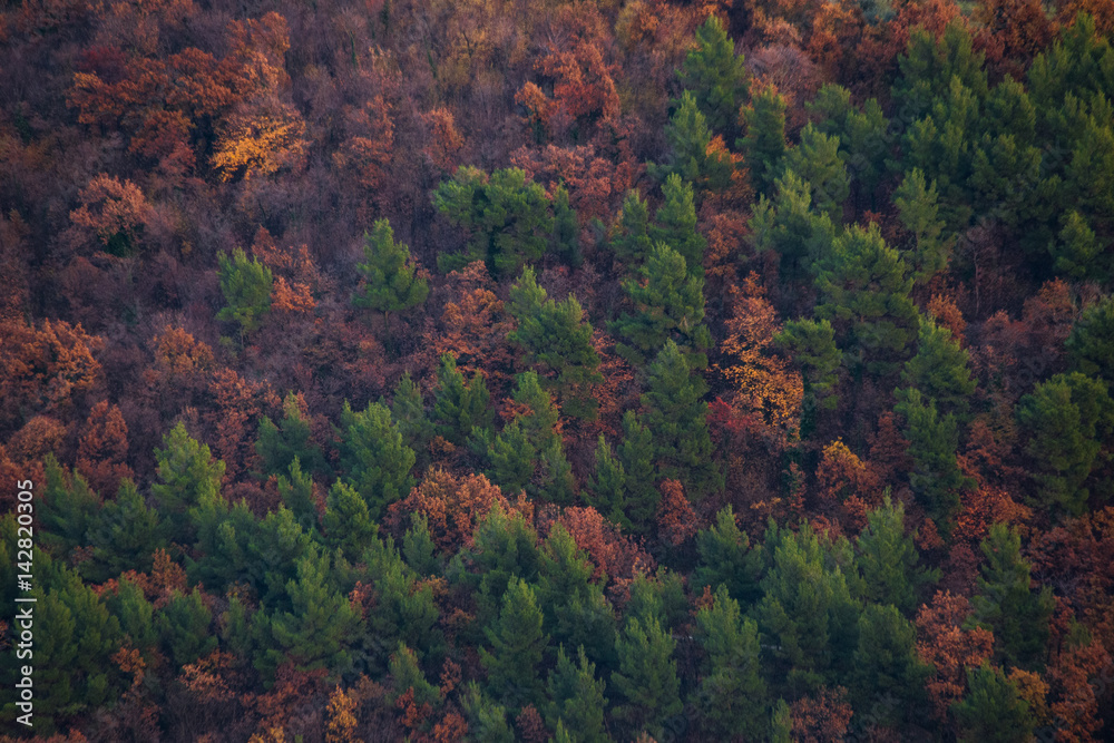 Almost a texture, a zoomed view of a forest with red and green trees during fall Almost a texture, a zoomed view of a forest with red and green trees during fall
