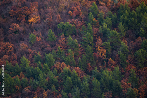Almost a texture, a zoomed view of a forest with red and green trees during fall