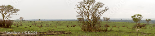 Field of grazing Topi, Queen Elizabeth National Park, Uganda © karenfoleyphoto