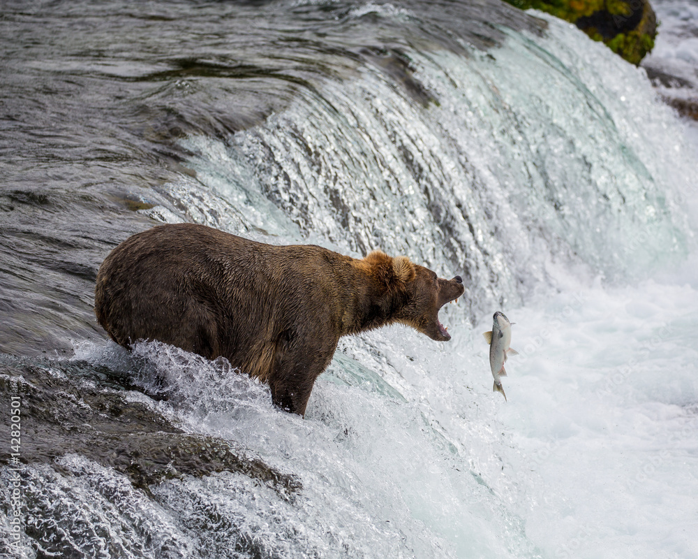 Grizzly Brown Bear Ready to Catch a Jumping Salmon Grizzly Brown Bear Ready to Catch a Jumping Salmon