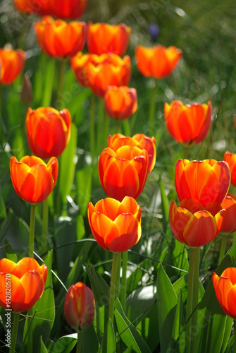 Tulipes orange au lever du soleil au jardin au printemps