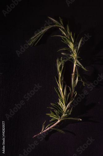 Rosemary herb on chalk board. view with copy space