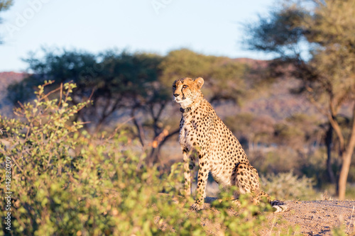 cheetah © Sergey