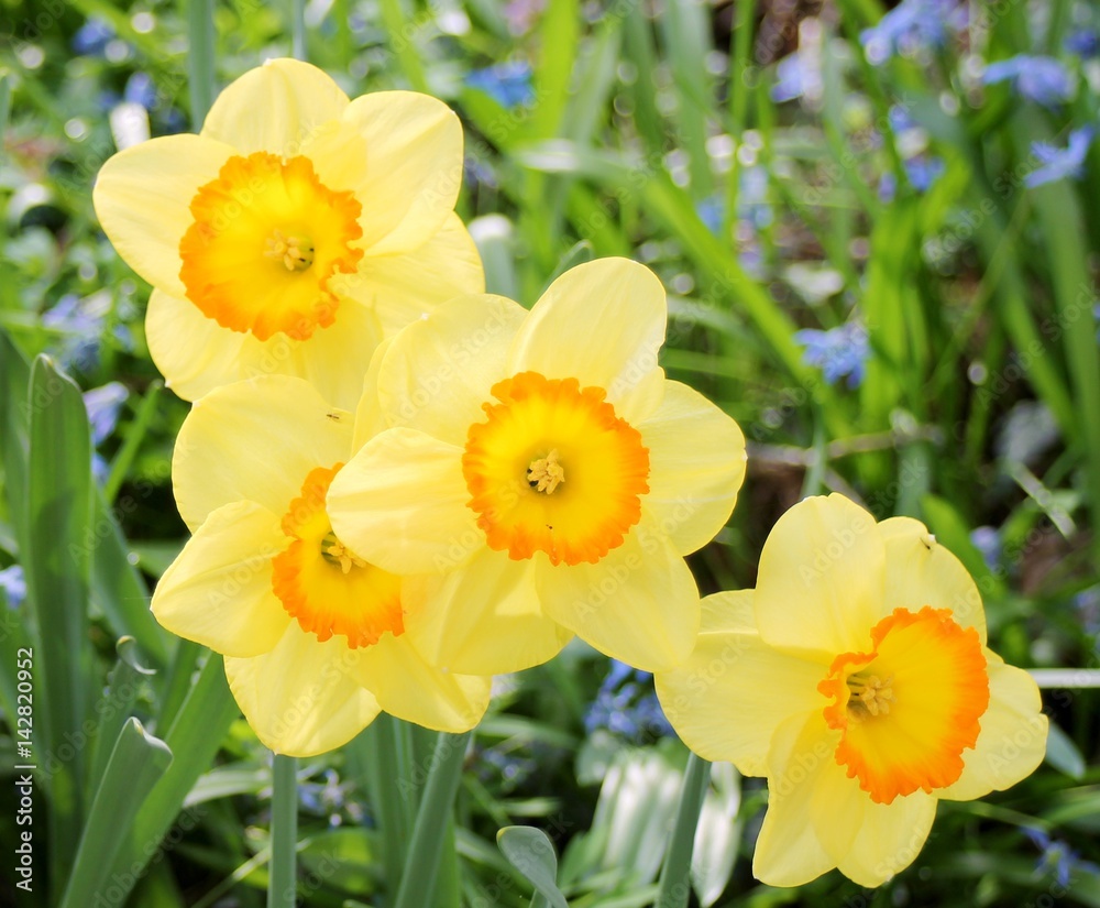 gelbe Osterglocken im Frühling gelbe Osterglocken im Frühling