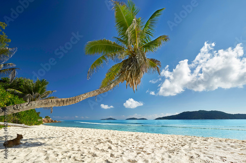 Fototapeta Naklejka Na Ścianę i Meble -  schräge Palme am Strand von La Digue, Seychellen