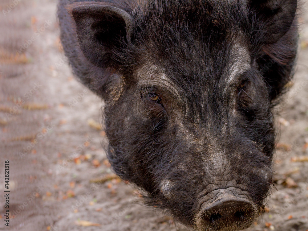 mammal pet pig in a black enclosure mammal pet pig in a black enclosure