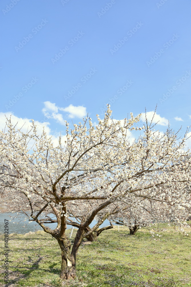 Fototapeta premium 信州新町 ろうかく梅園