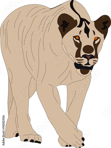 Portrait of a  fierce walking lion, hand drawn vector illustration isolated on white background
