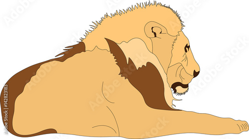 Portrait of a lying male lion, hand drawn vector illustration isolated on white background