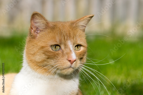 cat focused looking at the camera in bright sunlight with constricted pupils
