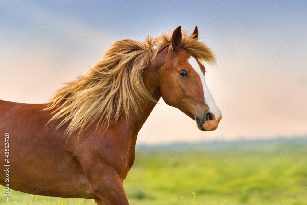 Fototapeta premium Beautiful red horse with long blonde main portrait in motion