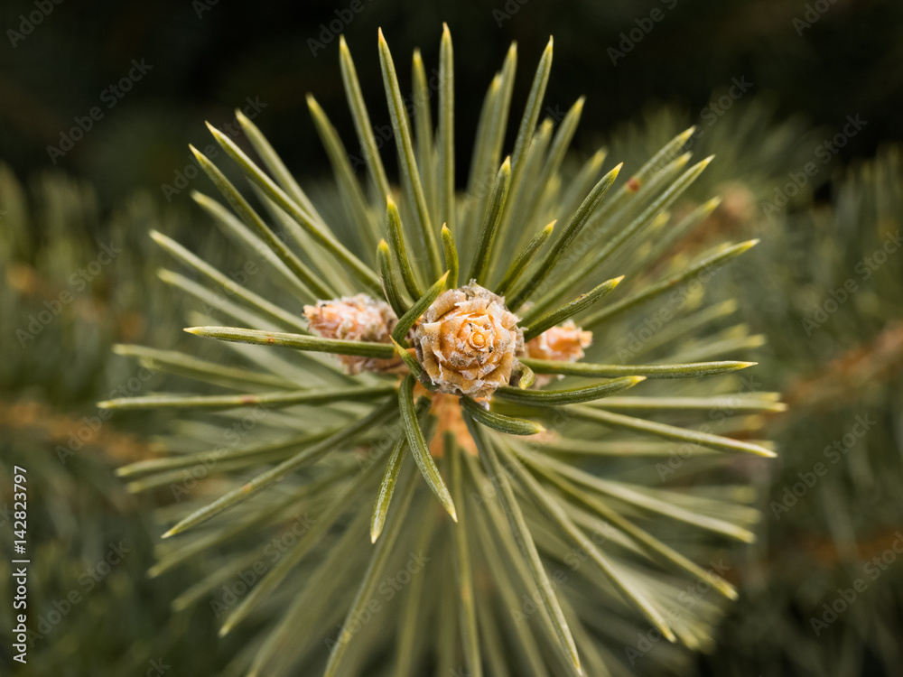 Cones Cones