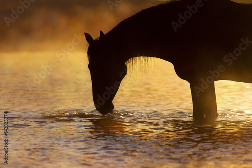 Horse silhouette at sunrise on river with fog