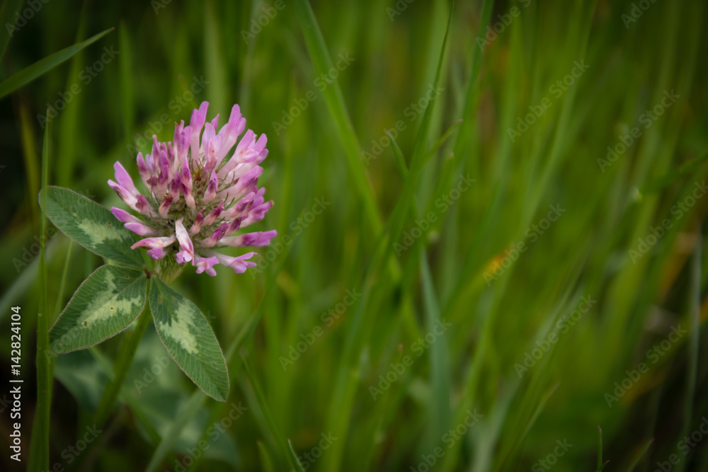 Trifolium pratense