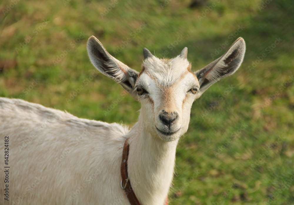 portrait of a cute fair goat