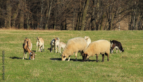 group of sheep and goats pasturing on the meadow together