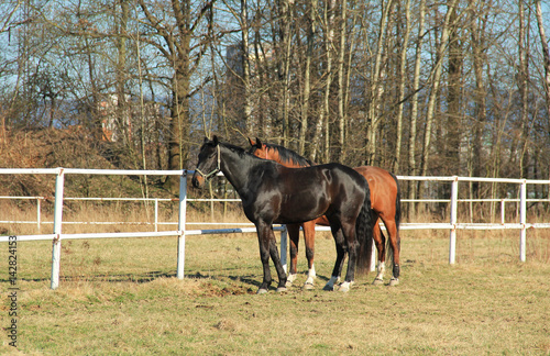 black horse and brown one on the meadow