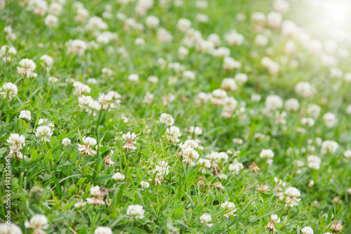White clover field