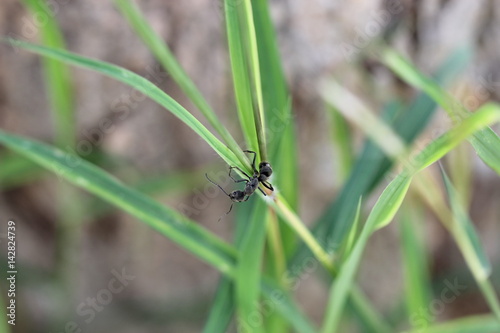 black ant © Chaiya