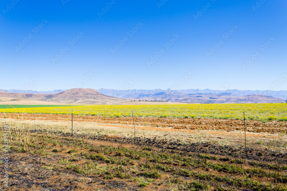 Fototapeta premium Landscape from South Africa, Dragon's mountains