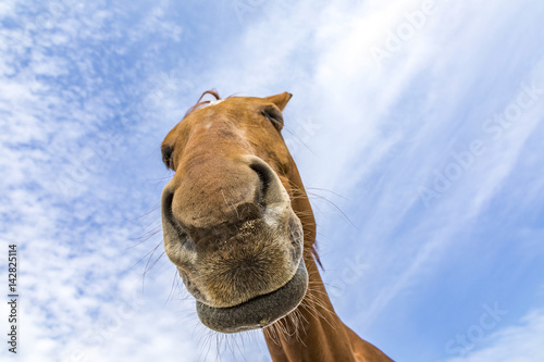 head and neck of horse under blue sky