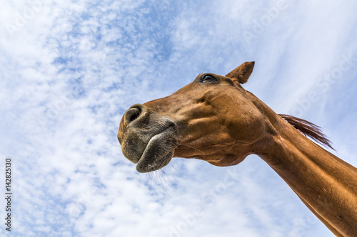 Fototapeta Naklejka Na Ścianę i Meble -  head and neck of horse under blue sky