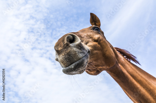Fototapeta Naklejka Na Ścianę i Meble -  head and neck of horse under blue sky