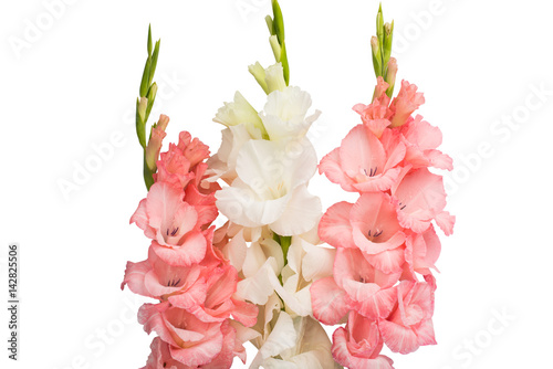 Fototapeta Naklejka Na Ścianę i Meble -  Gladiolus flower isolated
