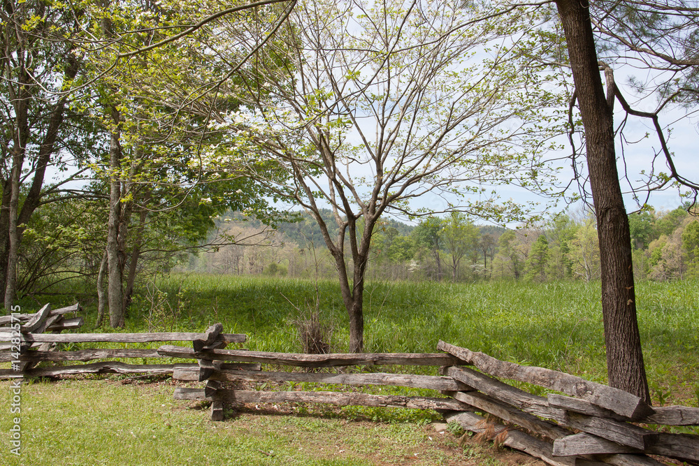 dogwoods in Tennessee dogwoods in Tennessee