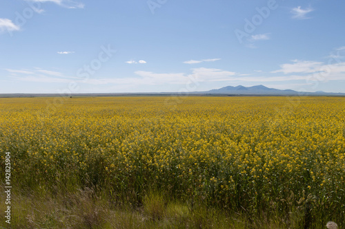 field of mustard plants