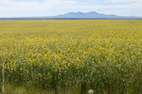 field of mustard plants in Montana
