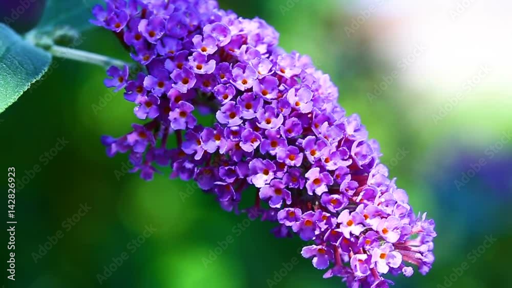 fleur en gros plan et slow motion fleur en gros plan et slow motion