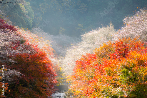 Nagoya, Obara Sakura in autumn photo