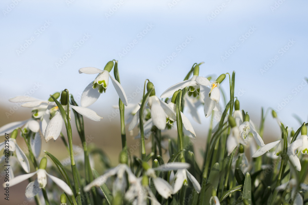 Fototapeta premium Snowdrop family