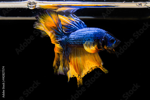 Fighting fish, Betta fish