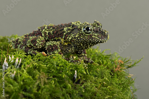 Vietnamese Mossy Frog (Theloderma corticale)/Vietnamese Mossy Frog deep in thick vibrant green moss