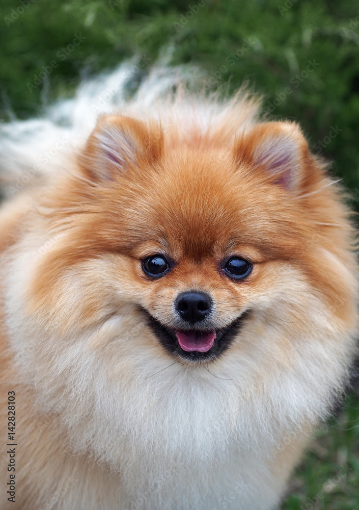 Obraz premium Smiling Pomeranian spitz-dog
