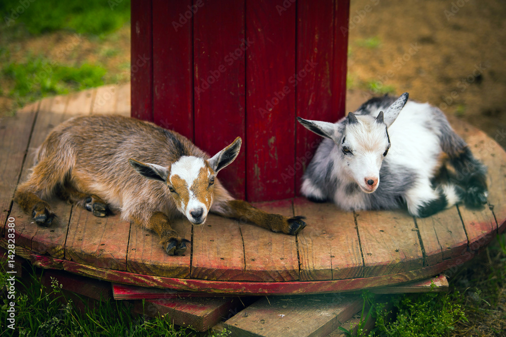 Foto de Cute goatlings at farm do Stock Adobe Stock