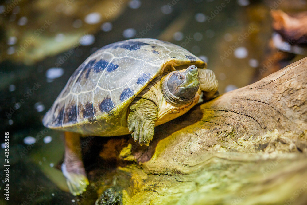 Small turtles in water Small turtles in water